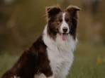 Dogs