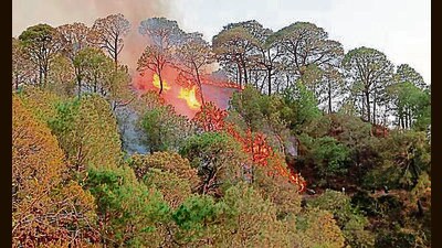 According to available information, majority of the fires recorded in Morni area are attributed to stubble burning. DFO Kaushik said 25 to 30 such incidents came to fore last year. (HT File)
