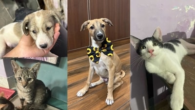 These lovable furballs in Delhi-NCR are looking for their forever family. Could you be the one to give them a loving home? These lovable furballs in Delhi-NCR are looking for their forever family. Could you be the one to give them a loving home?