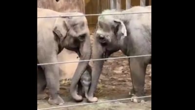 A viral video showed a baby elephant learning to eat grass from two adults. (X/@susantananda3) A viral video showed a baby elephant learning to eat grass from two adults. (X/@susantananda3)