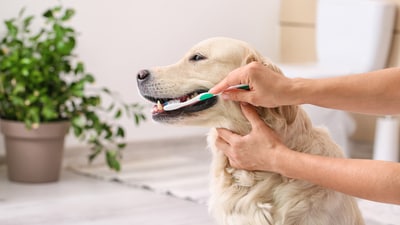 Pets too, require a dedicated oral care routine. (Shutterstock) Pets too, require a dedicated oral care routine. (Shutterstock)
