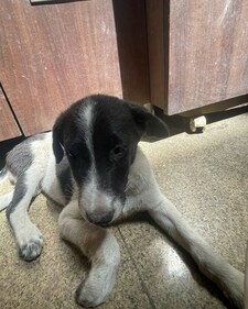 Coco. Coco.