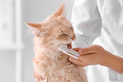One should brush their pets at least three times a week. (Shutterstock) One should brush their pets at least three times a week. (Shutterstock)