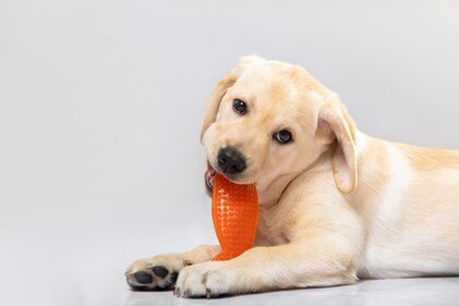 Chewy toys help strengthen teeth. (Shutterstock) Chewy toys help strengthen teeth. (Shutterstock)