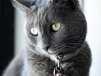 Cat Cat