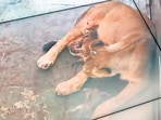 Four cubs were born to a five-year-old Asiatic lioness, Mahagauri, and her male counterpart Maheshwar, five, in the first successful breeding of the species at the zoo since 2009. (HT PHOTO)