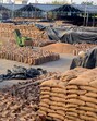 Labourers work at a grain market during wheat crop procurement season, in Patiala. (PTI File) Labourers work at a grain market during wheat crop procurement season, in Patiala. (PTI File)