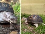 A rescued turtle named Rockalina. A rescued turtle named Rockalina.