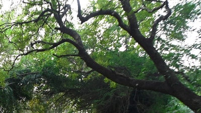 The application for tree felling was submitted by the RLDA’s Joint General Manager. (Representational Image) The application for tree felling was submitted by the RLDA’s Joint General Manager. (Representational Image)