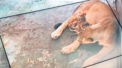 Four cubs were born to a five-year-old Asiatic lioness, Mahagauri, and her male counterpart Maheshwar, five, in the first successful breeding of the species at the zoo since 2009. (HT PHOTO) Four cubs were born to a five-year-old Asiatic lioness, Mahagauri, and her male counterpart Maheshwar, five, in the first successful breeding of the species at the zoo since 2009. (HT PHOTO)