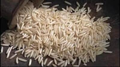 The Punjab government prohibited hybrid rice cultivation citing groundwater depletion concerns and alleged poor milling recovery. (HT File) The Punjab government prohibited hybrid rice cultivation citing groundwater depletion concerns and alleged poor milling recovery. (HT File)