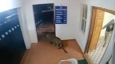 The video showed the leopard wandering inside the police station undetected. (X/@supriyasahuias) The video showed the leopard wandering inside the police station undetected. (X/@supriyasahuias)