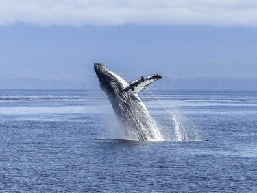 A male humpback whale set a record by migrating 13,046 km from South America to Africa. (Pixabay) A male humpback whale set a record by migrating 13,046 km from South America to Africa. (Pixabay)