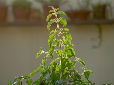 Bringing home a Tulsi plant on Akshaya Tritiya is believed to attract purity. (Pixabay)