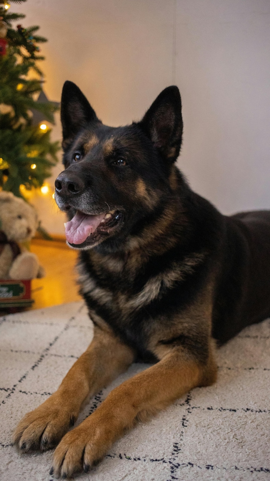 Best dog breeds for protection and security | Hindustan Times