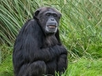 Chimpanzee