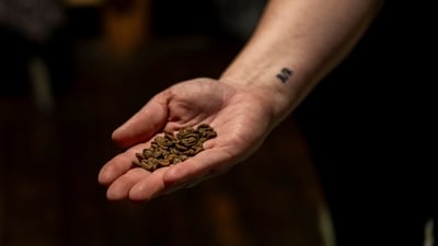 Losses from heat and drought have cut production forecasts in Brazil and Vietnam, the world's largest coffee growers. (AP) Losses from heat and drought have cut production forecasts in Brazil and Vietnam, the world's largest coffee growers. (AP)