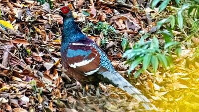 Mizoram’s state bird, Mrs. Hume’s Pheasant, has long held a place of pride among locals but increasing threats from habitat degradation have raised urgent calls for protection Mizoram’s state bird, Mrs. Hume’s Pheasant, has long held a place of pride among locals but increasing threats from habitat degradation have raised urgent calls for protection