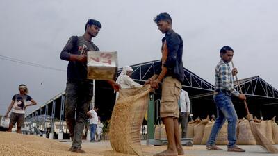 Workers fill sacks with wheat at a grain market in Patiala (PTI) Workers fill sacks with wheat at a grain market in Patiala (PTI)