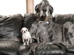 A 7-year-old Great Dane and a 4-year-old Chihuahua, one towering at 3 feet 4 inches and the other just 3.59 inches tall, shared a playdate. A 7-year-old Great Dane and a 4-year-old Chihuahua, one towering at 3 feet 4 inches and the other just 3.59 inches tall, shared a playdate.
