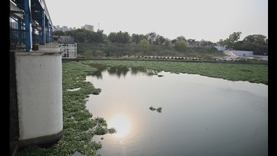 Water hyacinth in Gomti. (Mushtaq Ali/HT) Water hyacinth in Gomti. (Mushtaq Ali/HT)