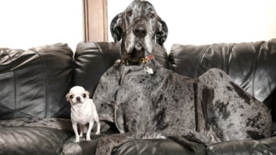 A 7-year-old Great Dane and a 4-year-old Chihuahua, one towering at 3 feet 4 inches and the other just 3.59 inches tall, shared a playdate. (x/@GWR) A 7-year-old Great Dane and a 4-year-old Chihuahua, one towering at 3 feet 4 inches and the other just 3.59 inches tall, shared a playdate. (x/@GWR)