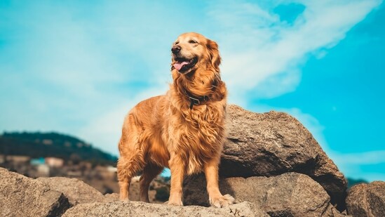 New Golden Retriever video goes viral (Unsplash)