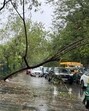 Dakshin Haryana Bijli Vitran Nigam officials reported outages from several locations across the city, mainly due to damage caused by uprooted trees and branches (Parveen Kumar/HT Photos)