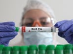 H5N1 scare increasing again in 2025? 