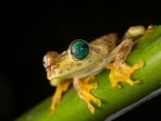 Yellow_Frog