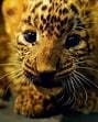 he wildlife wing of TART, under the supervision of wildlife veterinary doctor Ravikant Khobragade began the rescue operation at 12.10pm (Representational image) he wildlife wing of TART, under the supervision of wildlife veterinary doctor Ravikant Khobragade began the rescue operation at 12.10pm (Representational image)
