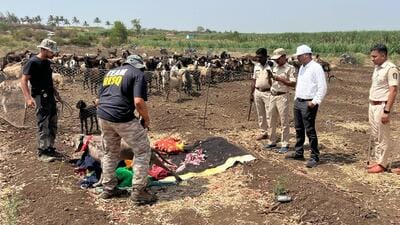 Efforts continue for over 40 hours to verify the alleged involvement of leopard in the death of infant in Daund; leopard continues to evade capture five days into the launch of search operations on the premises of Pune airport (HT FILE)