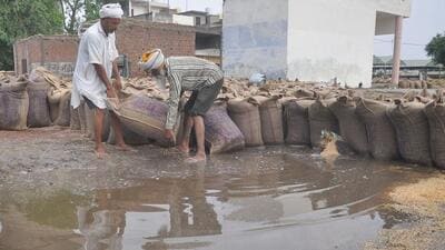 Labourers move soaked sacks of wheat grain in a waterlogged mandi at Bhagtanwala grain market in Amritsar on Friday. (Sameer Sehgal/HT) Labourers move soaked sacks of wheat grain in a waterlogged mandi at Bhagtanwala grain market in Amritsar on Friday. (Sameer Sehgal/HT)