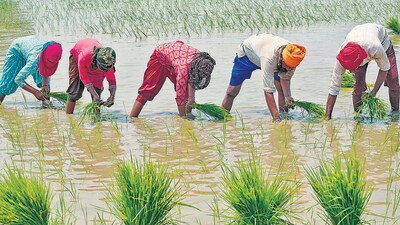Agriculture (AFP)