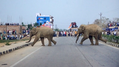 A 22-year-old man was trampled to death by a wild elephant in Chhattisgarh’s Korba district (Representational image/PTI) A 22-year-old man was trampled to death by a wild elephant in Chhattisgarh’s Korba district (Representational image/PTI)