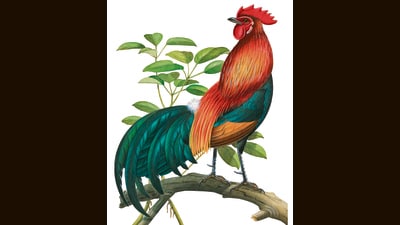The modern chicken is believed to have descended from the red jungle fowl (above) native to India, South-East Asia and China. (Murrell Butler) The modern chicken is believed to have descended from the red jungle fowl (above) native to India, South-East Asia and China. (Murrell Butler)