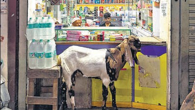 The resigned goat tethered to Rafi Medicos. (HT Photo)