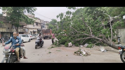 Uprooted tree in Janta Nagar after strong winds that hit the city on Thursday night in Ludhiana. (Gurpreet Singh/HT) Uprooted tree in Janta Nagar after strong winds that hit the city on Thursday night in Ludhiana. (Gurpreet Singh/HT)