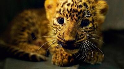 he wildlife wing of TART, under the supervision of wildlife veterinary doctor Ravikant Khobragade began the rescue operation at 12.10pm (Representational image) he wildlife wing of TART, under the supervision of wildlife veterinary doctor Ravikant Khobragade began the rescue operation at 12.10pm (Representational image)