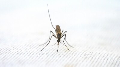 Strengthen your immune system against mosquito-borne infections with a healthy diet. (Photo by Pragyan Bezbaruah on Pexels) Strengthen your immune system against mosquito-borne infections with a healthy diet. (Photo by Pragyan Bezbaruah on Pexels)