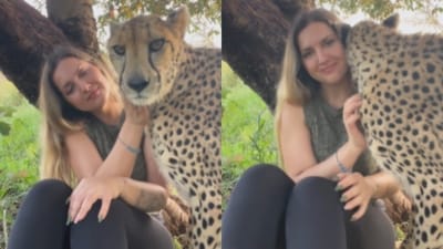 A viral video showed a woman cuddling and kissing a calm cheetah. (Instagram/lisatorajaqueline) A viral video showed a woman cuddling and kissing a calm cheetah. (Instagram/lisatorajaqueline)