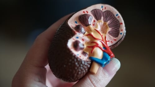 The risk of kidney stones gets accelerated in the summer season. (Unsplash) The risk of kidney stones gets accelerated in the summer season. (Unsplash)