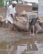 Labourers move soaked sacks of wheat grain in a waterlogged mandi at Bhagtanwala grain market in Amritsar on Friday. (Sameer Sehgal/HT)