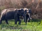 The carcasses of the three elephants were found in the Palengshi Beat area in Panbari range. The carcasses of the three elephants were found in the Palengshi Beat area in Panbari range.