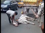 A horse collapsed in Kolkata while pulling a carriage; its handler slapped it, sparking outrage.