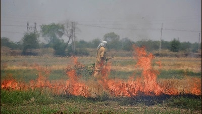 A farmer burns straw stubble after harvesting a wheat field in Amritsar on Saturday. (Sameer Sehgal/Hindustan Times)
