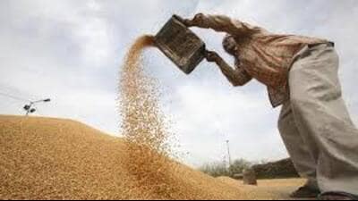 In both the rabi seasons, the government officially started the procurement process on April 1. (HT File) In both the rabi seasons, the government officially started the procurement process on April 1. (HT File)