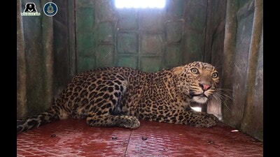 Officials said there is now hardly any entry point left in Pune district where leopard presence has not been recorded in recent years. (REPRESENTATIVE PHOTO) Officials said there is now hardly any entry point left in Pune district where leopard presence has not been recorded in recent years. (REPRESENTATIVE PHOTO)