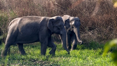 The carcasses of the three elephants were found in the Palengshi Beat area in Panbari range. (PTI)