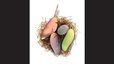 Samples of the red ivory, strawberry, banana and King of Chakapat mangoes grown on the Jariyas’ 12-acre farm.